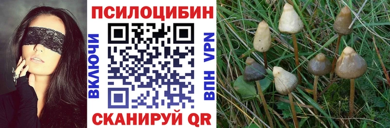 Галлюциногенные грибы Psilocybine cubensis  Купить закладки  Данилов 